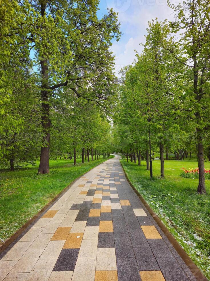 Foto originale - Viale alberato